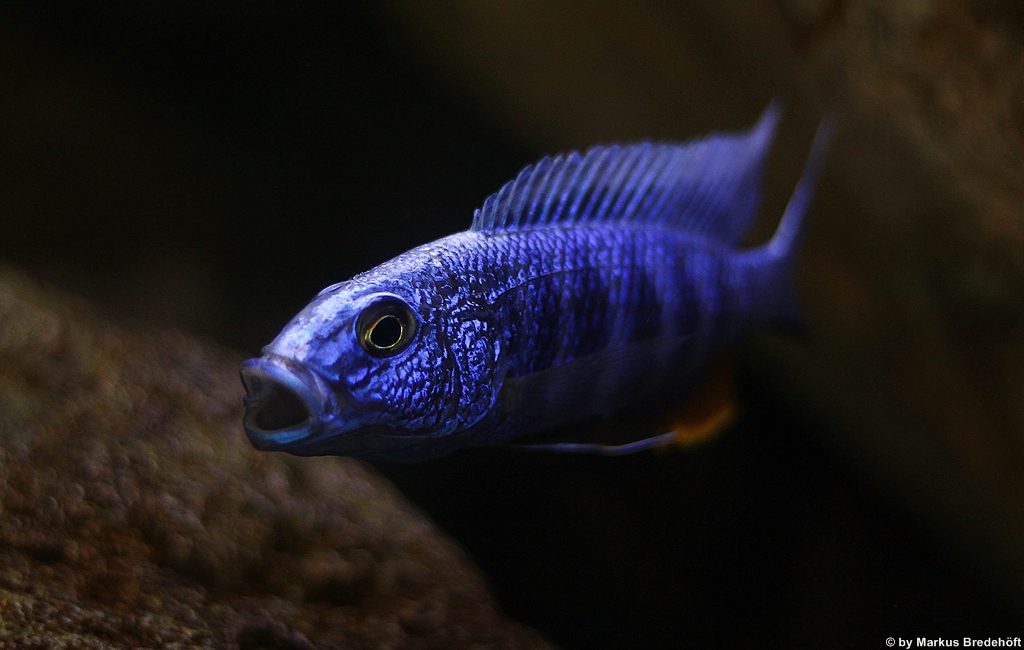 Sciaenochromis fryeri